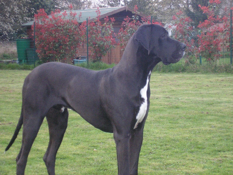 Clyde du domaine des lisieres